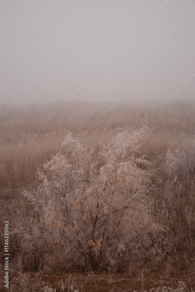 fogy, ice, crystal, flower, nature, plant, spring, macro, flowers, summer, grass, garden, white, flora, blossom, bloom, season, herb, closeup, beauty, close-up, bee, blue, meadow, winter, leaf, bud, t fogy, ice, crystal, flower, nature, plant, spring, macro, flowers, summer, grass, garden, white, flora, blossom, bloom, season, herb, closeup, beauty, close-up, bee, blue, meadow, winter, leaf, bud, t