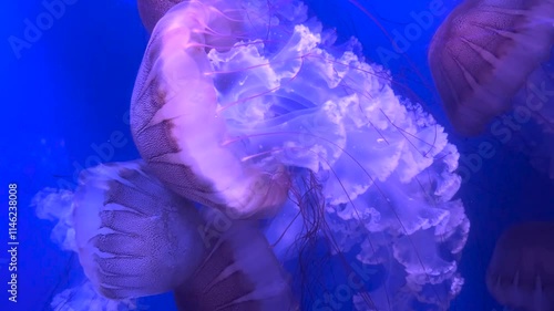 Colorful jellyfish float gracefully in a blue-lit aquarium water, showcasing their vibrant tentacles. Sea life with calm and tranquility
