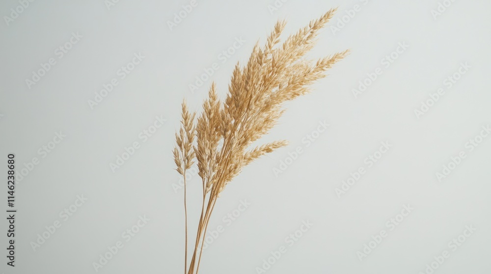 Dried Beige Grass Against A Light Background Dried Beige Grass Against A Light Background
