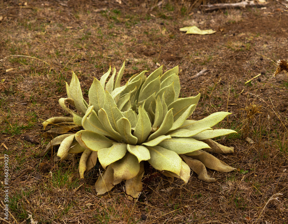 Fototapeta premium verbascum thapsus, flower, plant, nature, garden, cactus, leaf, flora, closeup, yellow, summer, macro, succulent, spring, white, isolated, sunflower, blossom, sempervivum, houseleek