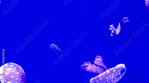 Colorful jellyfish float gracefully in a blue-lit aquarium water, showcasing their vibrant tentacles. Sea life with calm and tranquility