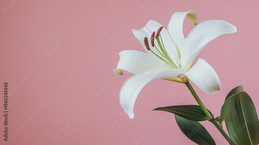 Fototapeta premium A solitary white lily set against a muted blush pink background, close-up shot, Minimalist style