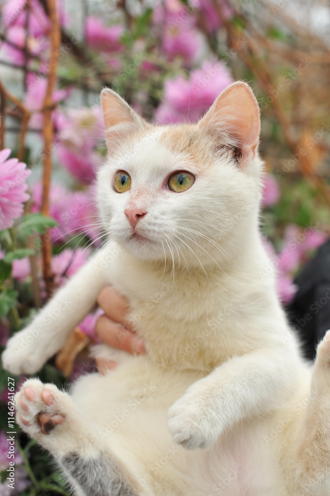 cat, animal, kitten, pet, cute, domestic, feline, fur, eyes, pets, portrait, nature, grass, kitty, mammal, eye, young, white, animals, looking, stray, outdoor, look, tree, garden, cut cat, pink flowe cat, animal, kitten, pet, cute, domestic, feline, fur, eyes, pets, portrait, nature, grass, kitty, mammal, eye, young, white, animals, looking, stray, outdoor, look, tree, garden, cut cat, pink flowe