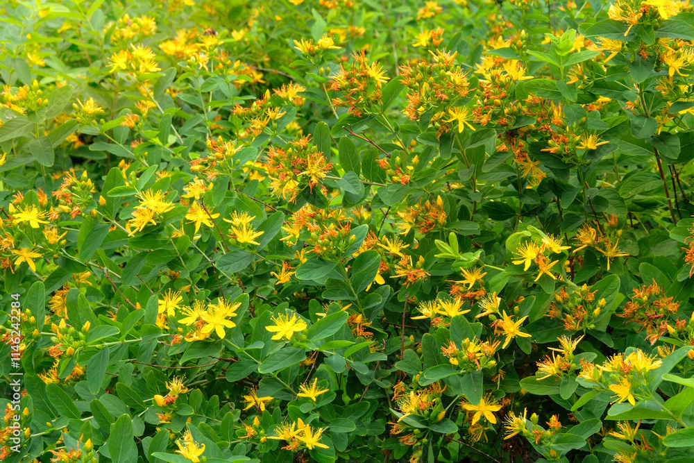 Hypericum bush is growing in garden. Perennial ornamental plant. Hidcote flowers in park. Cottage garden. Hypericum bush is growing in garden. Perennial ornamental plant. Hidcote flowers in park. Cottage garden.