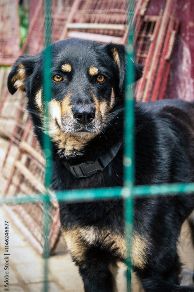 Dog in animal shelter waiting for adoption. Portrait of homeless dog in animal shelter cage. Dog in animal shelter waiting for adoption. Portrait of homeless dog in animal shelter cage.