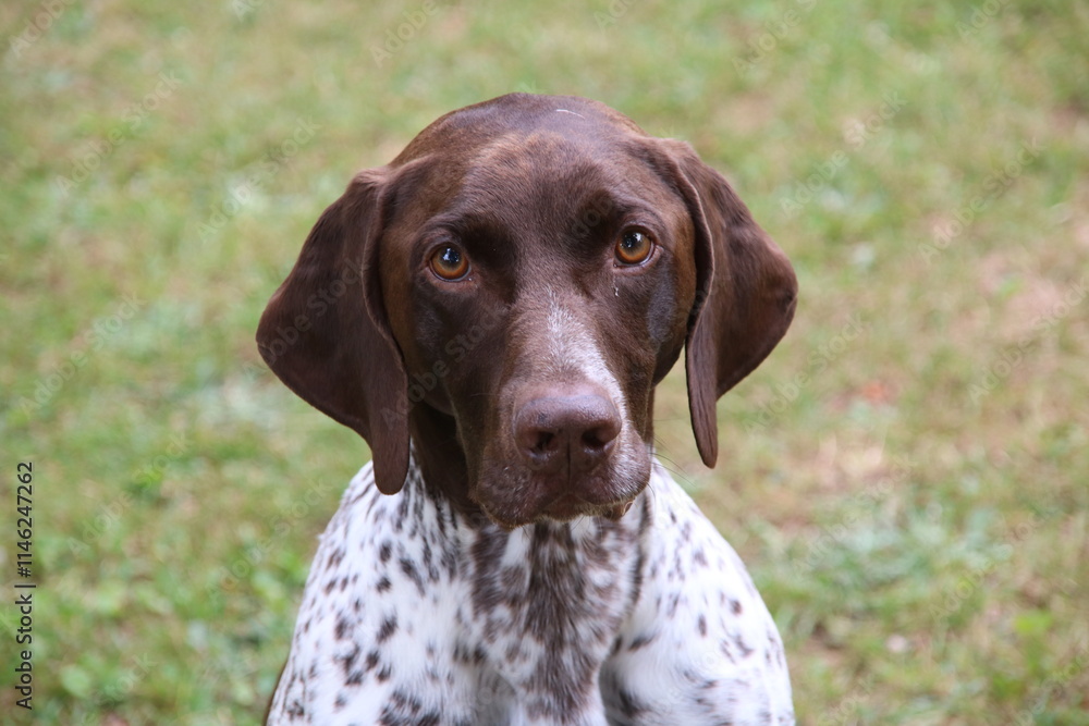 Attentive German Shorthaired Pointer Sitting Gracefully Attentive German Shorthaired Pointer Sitting Gracefully