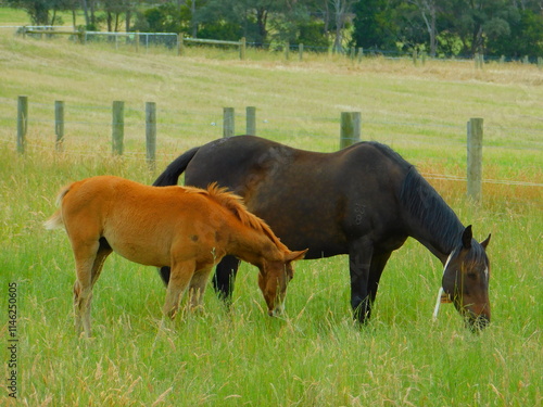 two horses grazing in a meadow photo