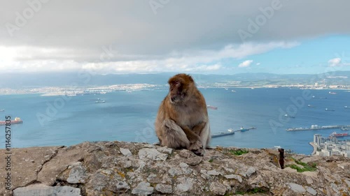 Monkey seating on Gibraltar Rock