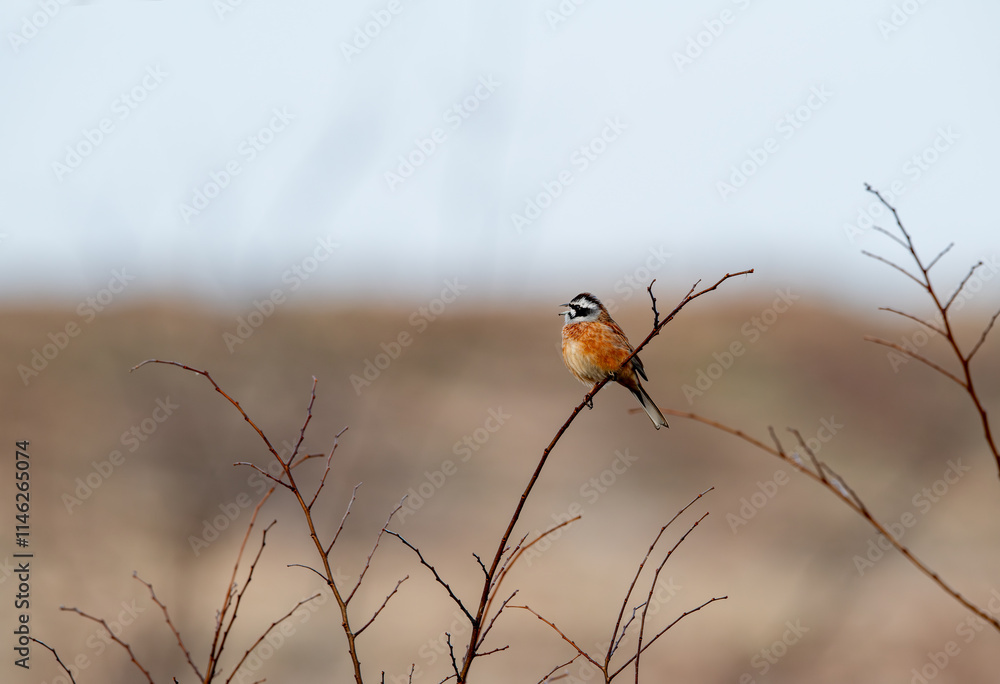 Rock finch (Emberiza cia)A relatively large bird; short-winged but long-tailed. Males and females look alike.