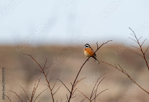 Obraz na płótnie Rock finch (Emberiza cia)A relatively large bird; short-winged but long-tailed. Males and females look alike. w salonie