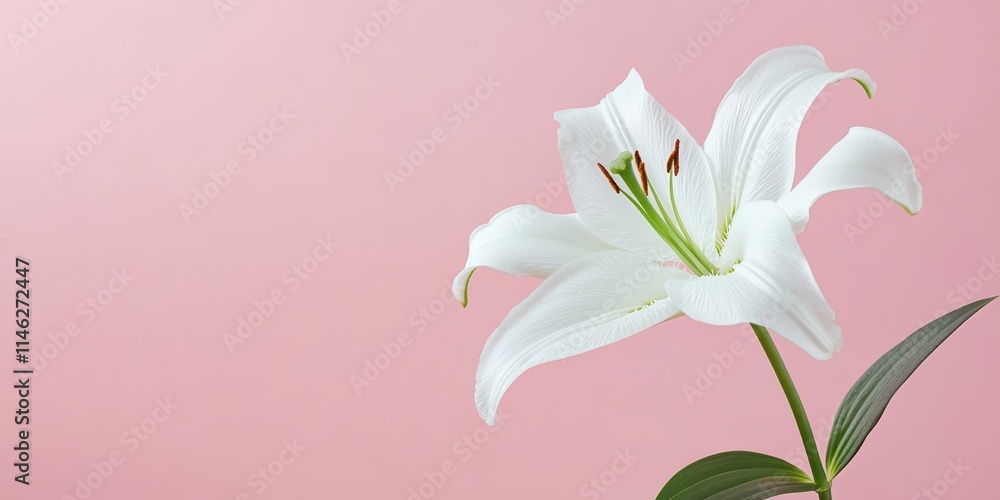 Close up view of a white lily flower set against a pink background, showcasing the delicate beauty of the white lily. This image provides ample copy space for creative use with the white lily. Close up view of a white lily flower set against a pink background, showcasing the delicate beauty of the white lily. This image provides ample copy space for creative use with the white lily.