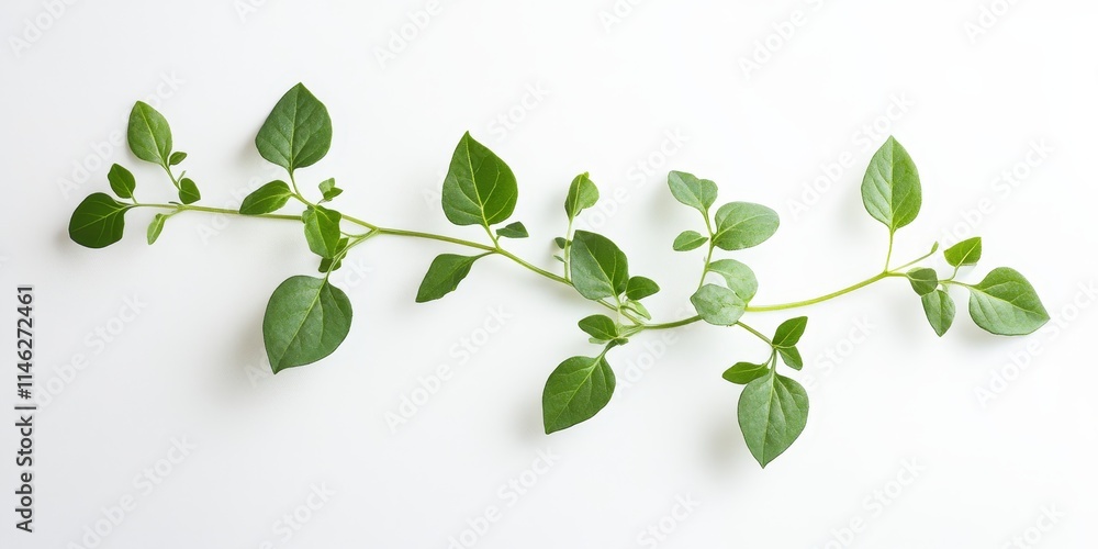 Single green plant Thlaspi perfoliatum displayed on a white background, showcasing the unique features of this green plant, perfect for presenting the beauty of nature. Single green plant Thlaspi perfoliatum displayed on a white background, showcasing the unique features of this green plant, perfect for presenting the beauty of nature.