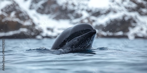 Pilot whale in its natural habitat, showcasing the beauty and grace of pilot whales. Explore the fascinating world of pilot whales and their behaviors in the ocean environment. photo