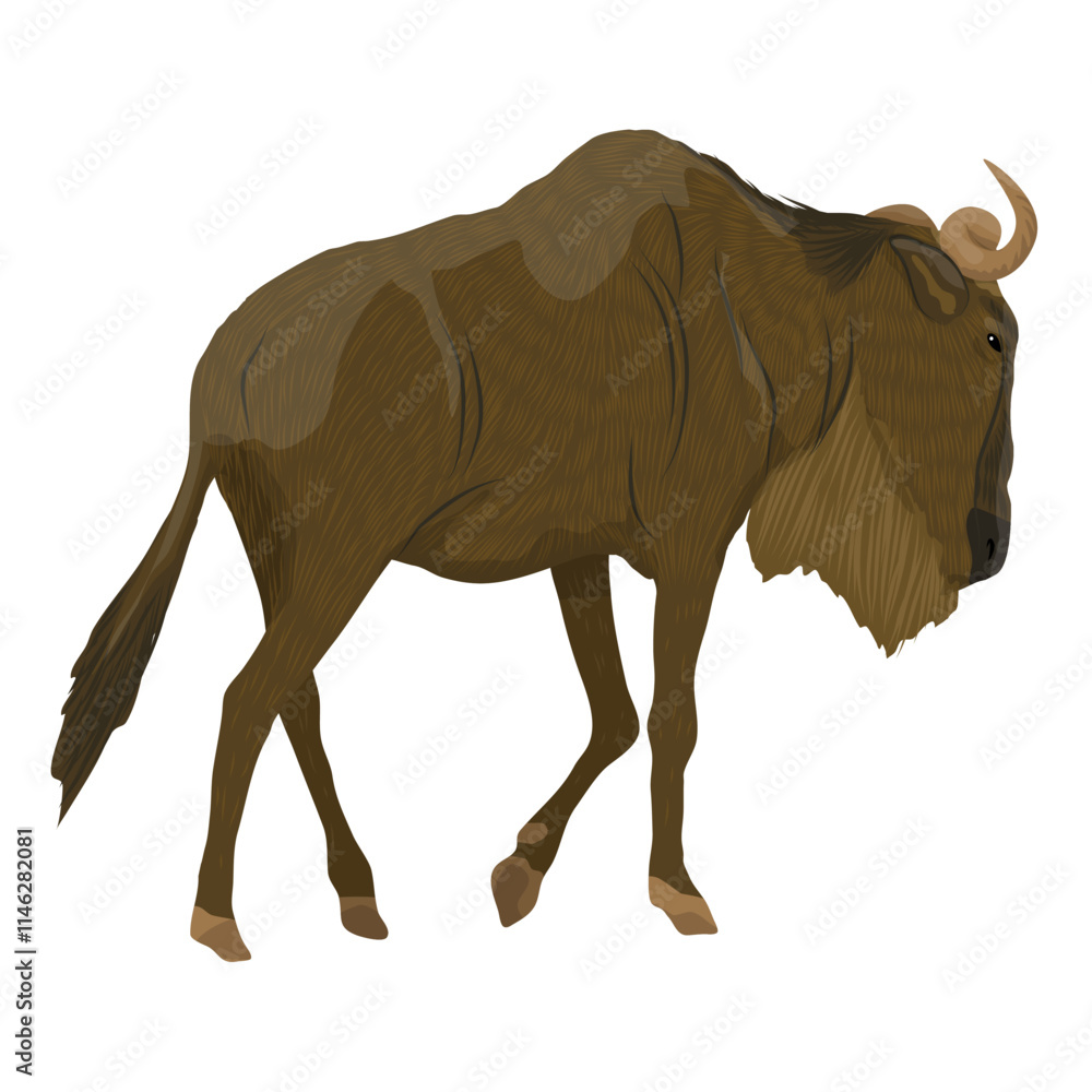 Obraz premium Wildebeest gnu. Realistic vector animals