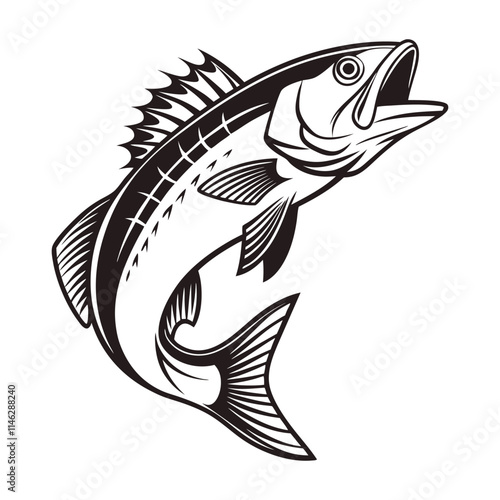 Atlantic Croaker Fish Vector Art and Illustration
