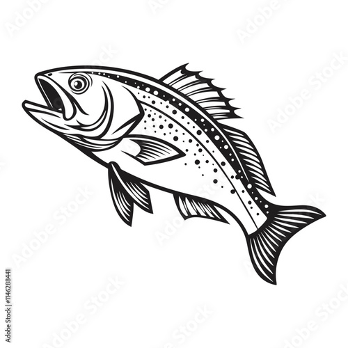 Atlantic Croaker Fish Vector Art and Illustration