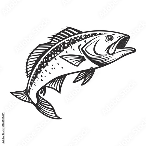 Atlantic Croaker Fish Vector Art and Illustration