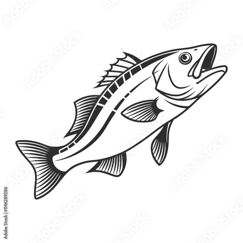 Atlantic Croaker Fish Vector Art and Illustration