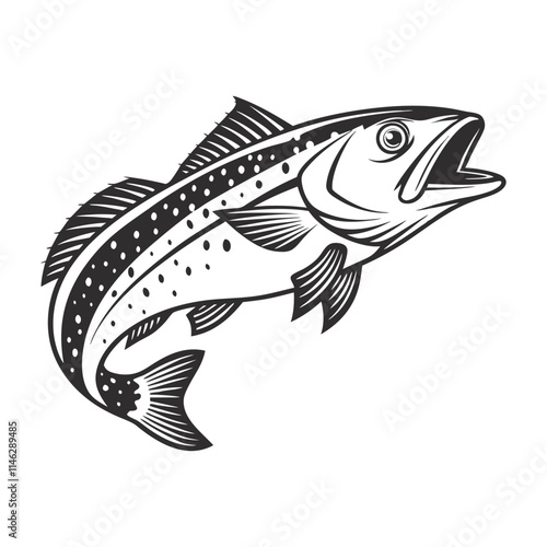 Atlantic Croaker Fish Vector Art and Illustration
