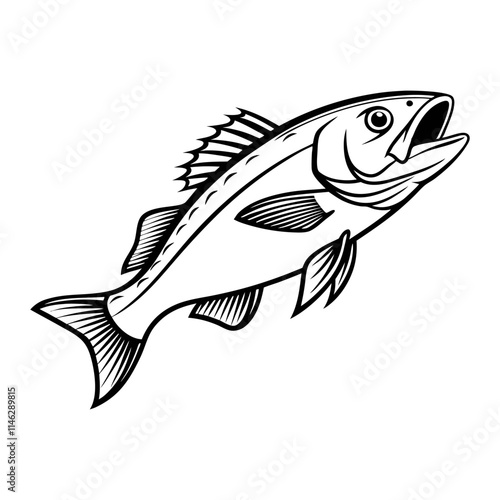 Atlantic Croaker Fish Vector Art and Illustration