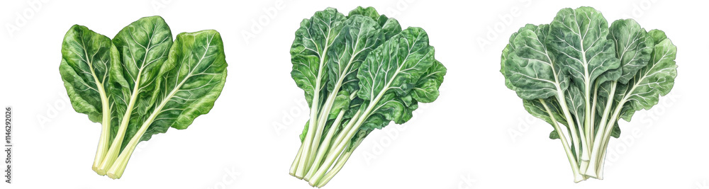 Collection of PNG. Watercolor painting of A Bunch of Fresh Green Collard with White Stems, isolated on a transparency background. Collection of PNG. Watercolor painting of A Bunch of Fresh Green Collard with White Stems, isolated on a transparency background.