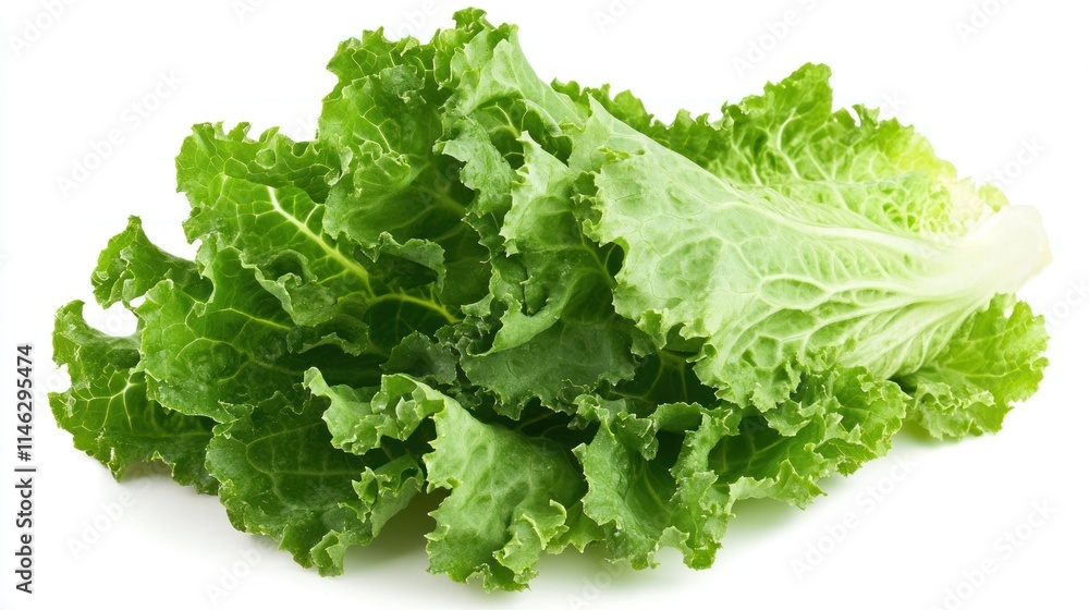 Fresh Green Leafy Lettuce Isolated on White Fresh Green Leafy Lettuce Isolated on White