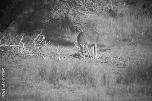 Large Buck Fallow Deer with Big Antlers Grazing in a field in Donana National Park In Spain - Black and White