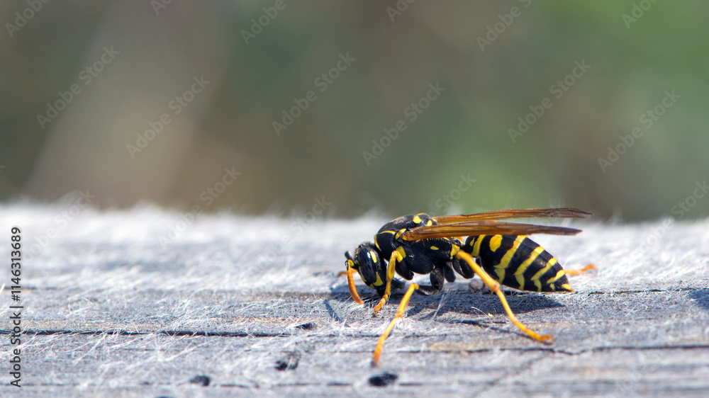 Vespula germanica, European wasp, German wasp. while scratching a wooden surface with its jaws, from which cellulose will be obtained, to build the nest. Isolated specimen, macro insect Vespula germanica, European wasp, German wasp. while scratching a wooden surface with its jaws, from which cellulose will be obtained, to build the nest. Isolated specimen, macro insect