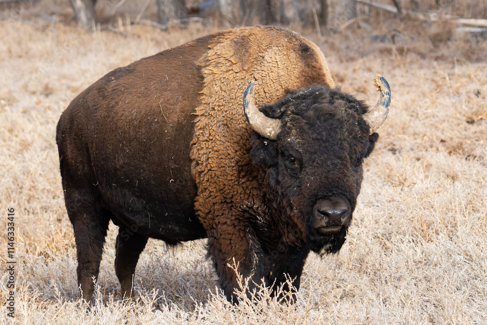 Wild American Bison on the high plains of Colorado. Mammals of North America. Wild American Bison on the high plains of Colorado. Mammals of North America.
