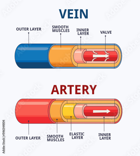 Vector Illustration of Artery and Vein Anatomy
