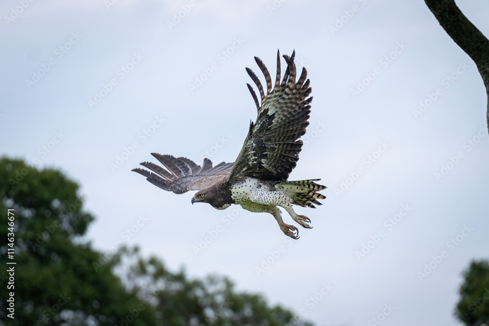 Obraz premium Steppe eagle flying away from lichen-covered branch