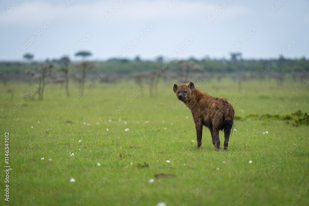 Spotted hyena stands near thornbushes watching camera Spotted hyena stands near thornbushes watching camera