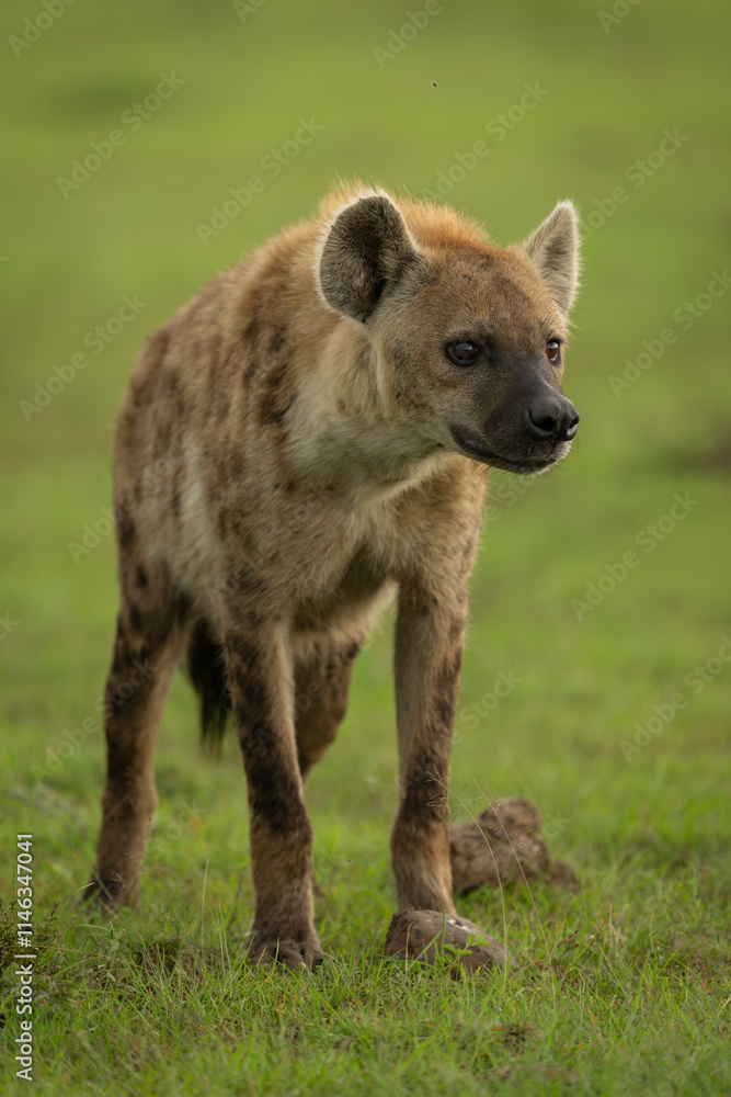 Spotted hyena stands on grass with catchlights Spotted hyena stands on grass with catchlights