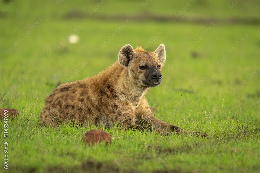Obraz premium Spotted hyena lies in grass with catchlights