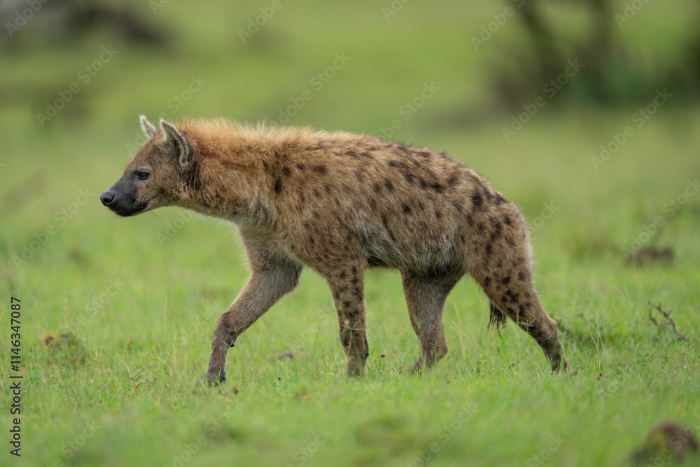 Spotted hyena crosses short grass lifting forepaw Spotted hyena crosses short grass lifting forepaw
