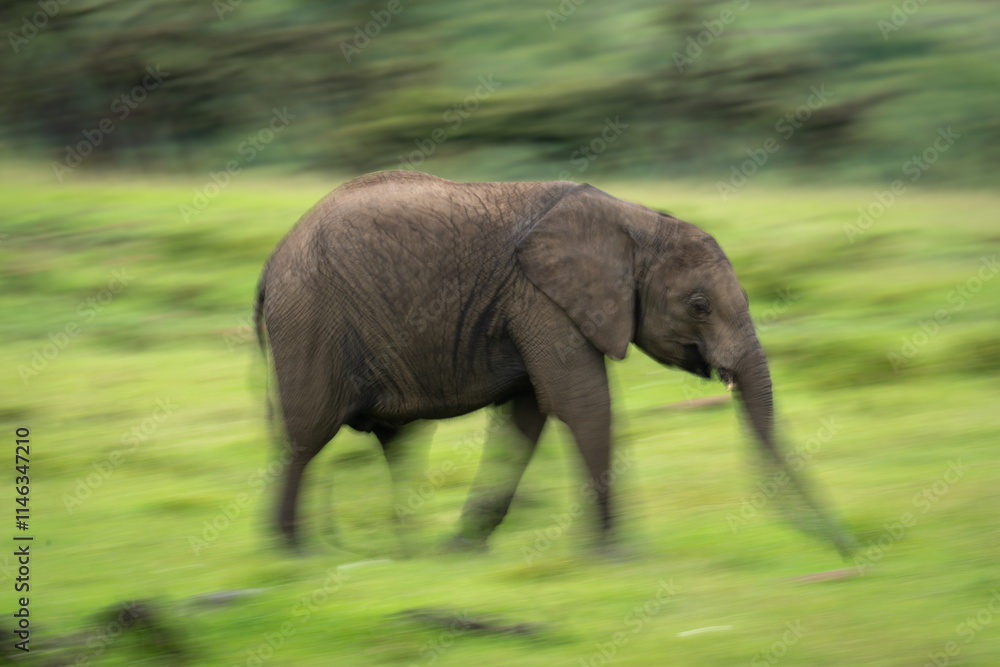 Fototapeta premium Slow pan of African bush elephant calf