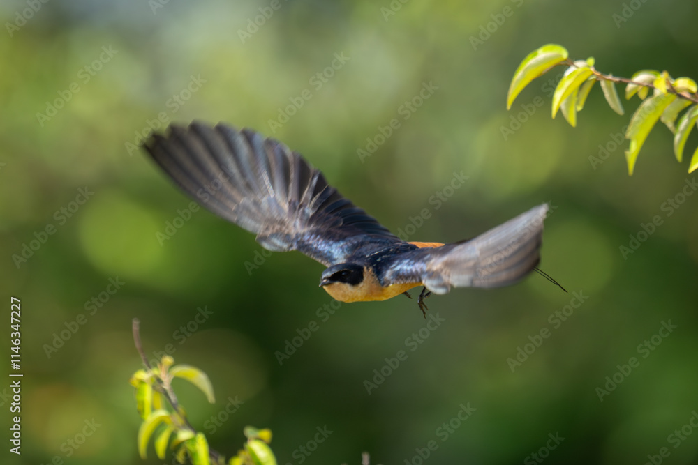Obraz premium Red-rumped swallow flies from bush spreading wings
