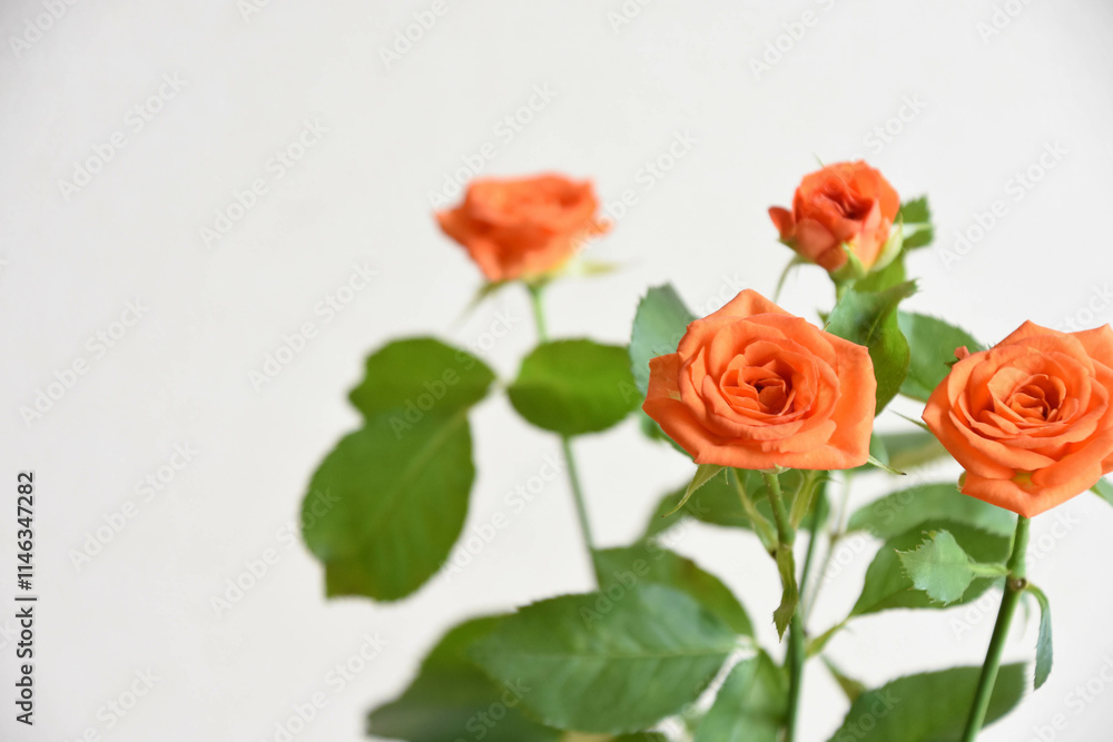 Naklejka premium オレンジ色のバラ