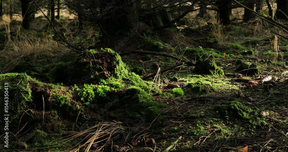 moss on the forest ground with sunlight and shadow and some trees in the background moss on the forest ground with sunlight and shadow and some trees in the background