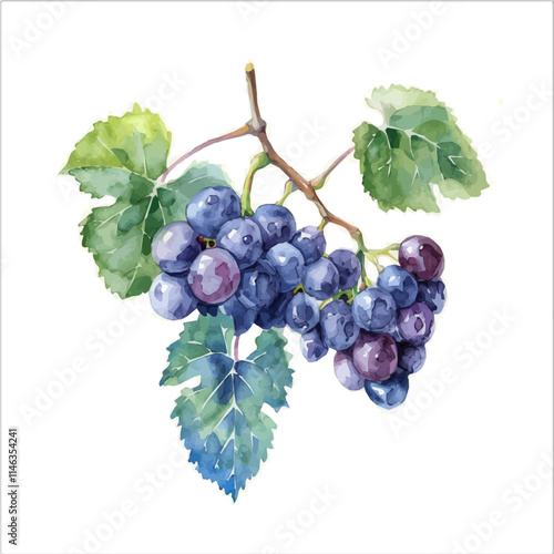 A watercolor painting of a cluster of ripe grapes on a vine, isolated on a white background. Grapes vine vector.
