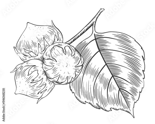 Hazelnut branch with leaves in sketch style. Black and white engraved raw hazelnut on tree isolated on white background