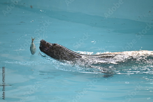 魚を食べるゴマフアザラシ photo