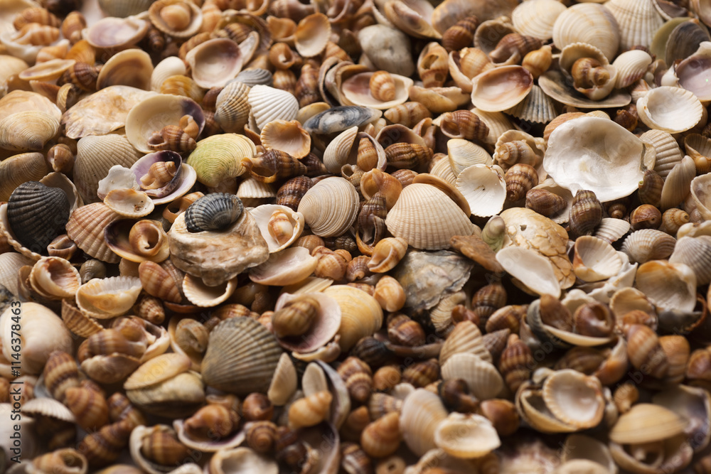 Ocean shells. Mollusk shells. Colorful shells texture. Sea shells background. Marine seashells. Seashells for backdrop. Ocean shells. Mollusk shells. Colorful shells texture. Sea shells background. Marine seashells. Seashells for backdrop.