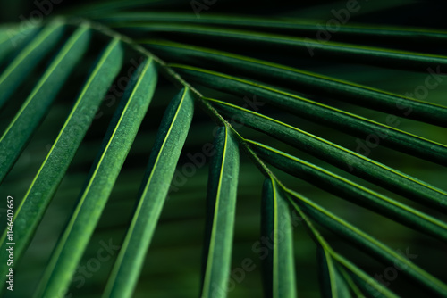 palm leaf texture