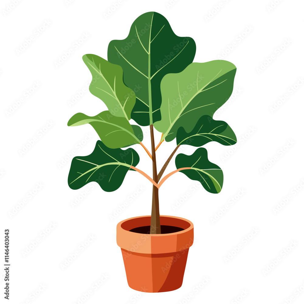 Potted fiddle leaf fig plant thriving in a simple brown pot against a bright white background Potted fiddle leaf fig plant thriving in a simple brown pot against a bright white background