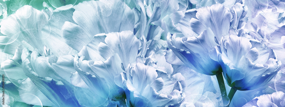 Floral background. Flowers tulips and petals. Close up. Floral background. Flowers tulips and petals. Close up.