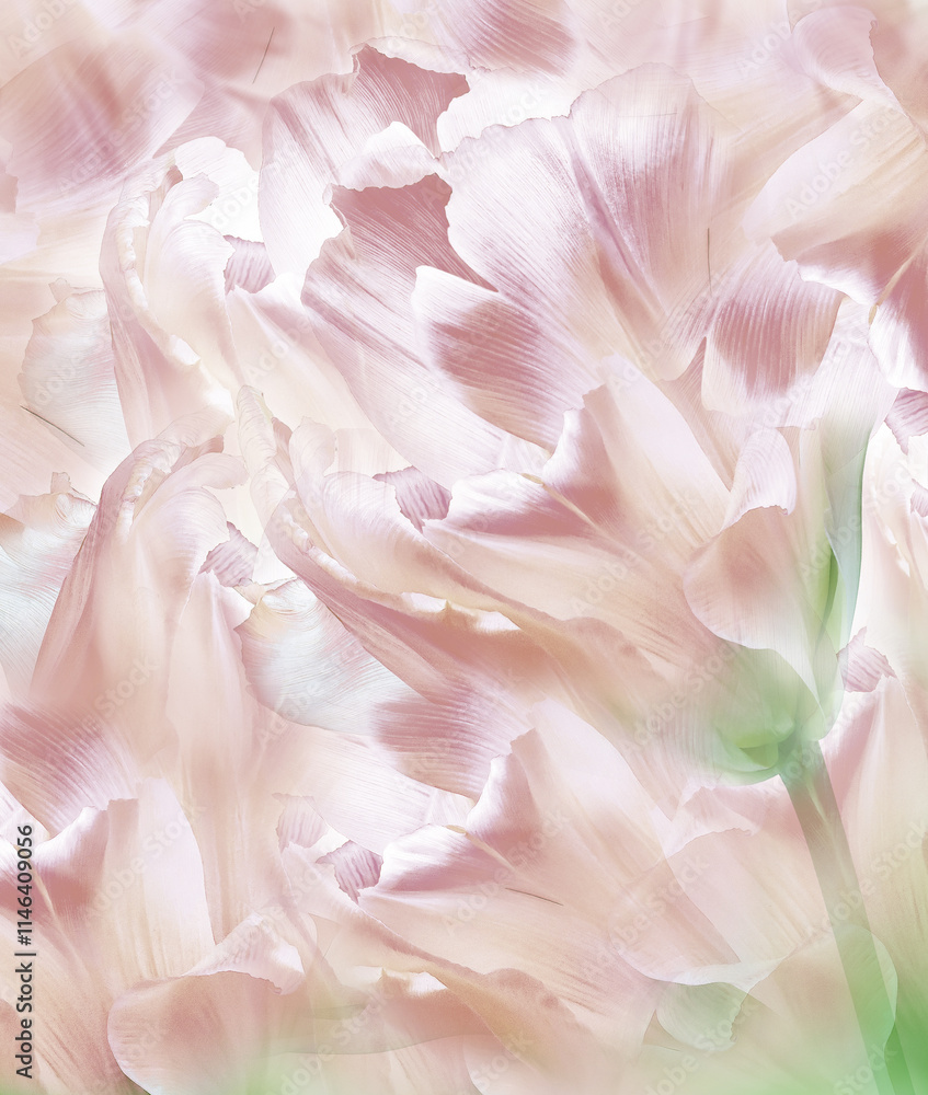 Tulips flowers. Floral background. Closeup. For design. Nature. Tulips flowers. Floral background. Closeup. For design. Nature.