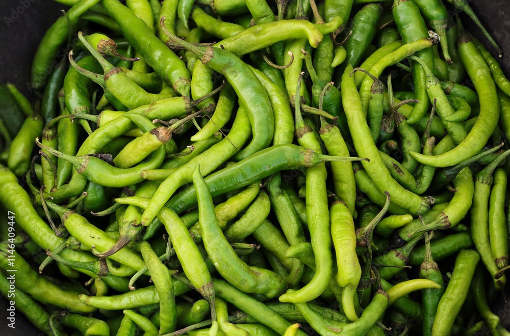 hari mirch Freshly plucked spicy green chillies. Chillies chilly pepper green, hareemirach, piment vert, spicy grunes chilli, peperoncino verde, capsicum frutescens, prasino tsili, zelenyy perets hari mirch Freshly plucked spicy green chillies. Chillies chilly pepper green, hareemirach, piment vert, spicy grunes chilli, peperoncino verde, capsicum frutescens, prasino tsili, zelenyy perets