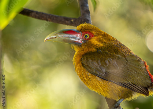 Saffron Toucanet or Araçari-Banana bird  of the Atlantic Forest - South East Brazil - South America (Pteroglossus bailloni)