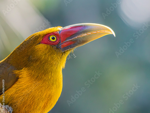 Saffron Toucanet or Araçari-Banana bird  of the Atlantic Forest - South East Brazil - South America (Pteroglossus bailloni)